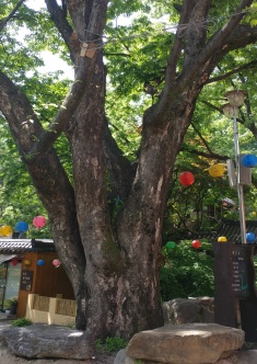 성북동 길상사 보호수 느티나무.jpg