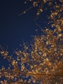 밤벚꽃.jpg