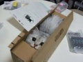 박스 고양이.jpg