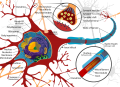 Complete neuron cell diagram en.svg.png