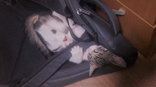 가방과고양이.jpg