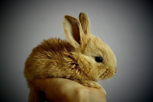 귀여운 토끼 rabbit-373691 340.jpg