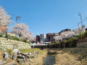 성북천의 봄.jpg